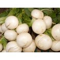 thumbnail image 4 of Shogoin Turnip Seeds/ Annual/ Full Sun/ 44K Seeds 1/4lb/ Zellajake Farm and Garden - B186, 4 of 6