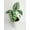 4_ALOCASIA_SILVER.DRAGON, variant on Alocasia Silver Dragon - Live Air-Purifying Indoor Plant in Nursery Pot – Easy Care, Low Maintenance Houseplant for Home & Office Decor, Natural Air Cleaner, Best for Beginners (4"Pot)