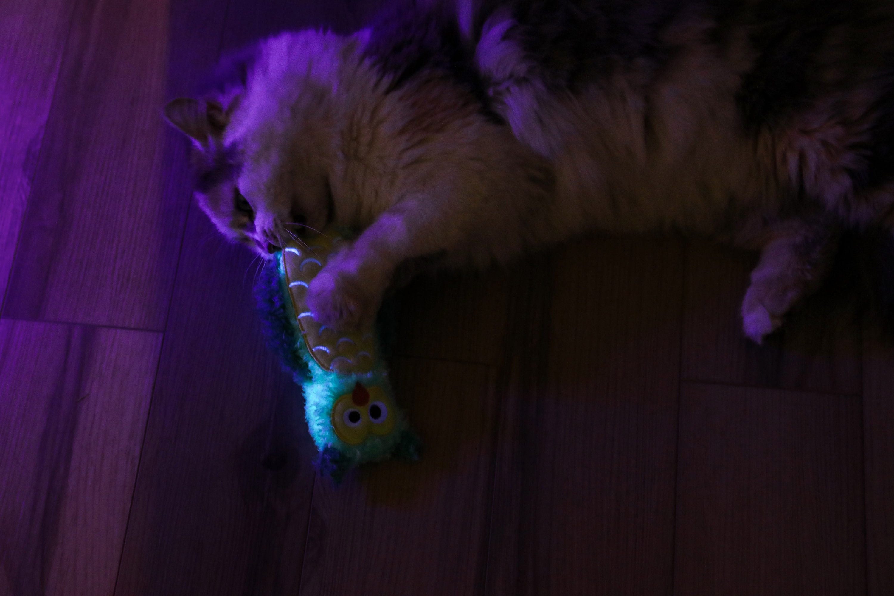 Quirky Kitty Glowing Forest Glow in the Dark Night Owl Kicker Cat Toy