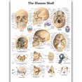thumbnail image 1 of HD Human Anatomy Organ Pipe Canvas Art - Remastered Flannel Anime, In Stock, 14+, CE, 1 of 9