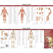 Anatomical Chart Company's Illustrated Pocket Anatomy: Anatomical Chart Company's Illustrated Pocket Anatomy: The Muscular & Skeletal Systems Study Guide (Other)
