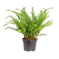 thumbnail image 2 of Expert Gardener Live Indoor 18in. Tall Green Kimberly Queen Fern Plant, Partial Sun, in 7in. Grower's Pot, 2 of 3