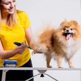 thumbnail image 4 of Low Noise Electric Pet Trimmer, Dog Grooming Scissors, 4 of 4