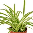 thumbnail image 3 of Spider Ivy Reverse Live Plant for Indoor | Different Houseplants in 4'' & 6'' Pot | Real House Plant for Living Room, Office, Desk & Bathroom | Airplane Chlorophytum Comosum, 3 of 6