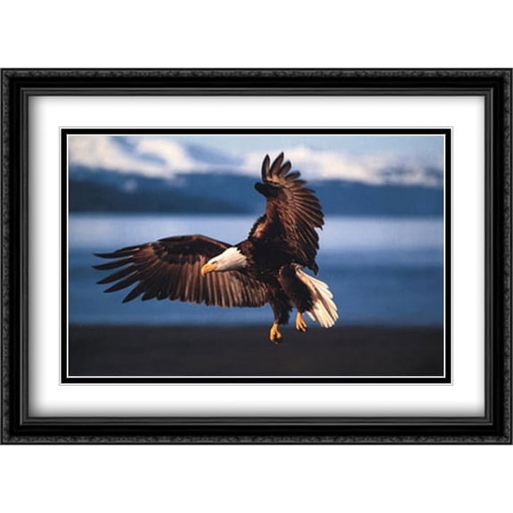 Into the Wind - Bald Eagle 2x Matted 40x28 Large Black Ornate Framed Art Print by Thomas Mangelsen