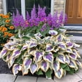 thumbnail image 1 of Semillas de Hosta abigarrada, semillas de flor de jade n.° A3, 100 semillas, 1 of 1