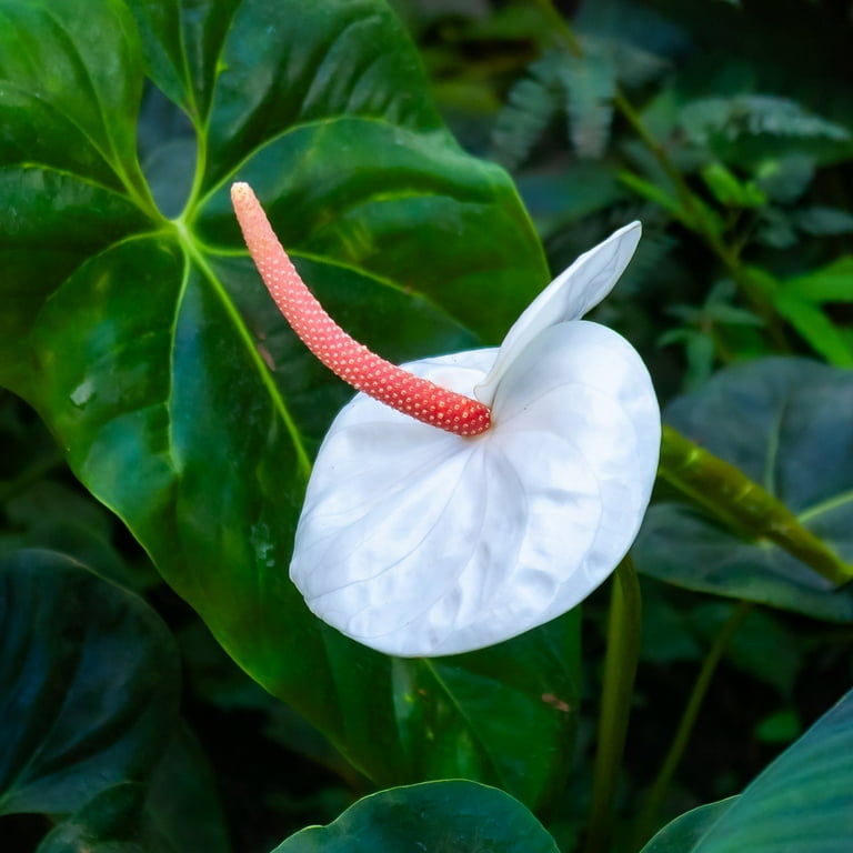 6 in. Anthurium White Heart Plant in Grower Container - Walmart.com