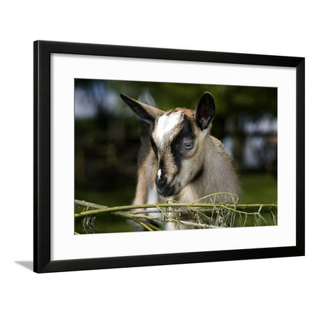 Brown Goat Kid at Fence in Garden Framed Print Wall