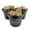 3 Plants, variant on Living Stone Plant - 1 Live Starter Plant - Lithops - Decorative Exotic Colorful Mini Succulent for Your Container Garden or Terrarium