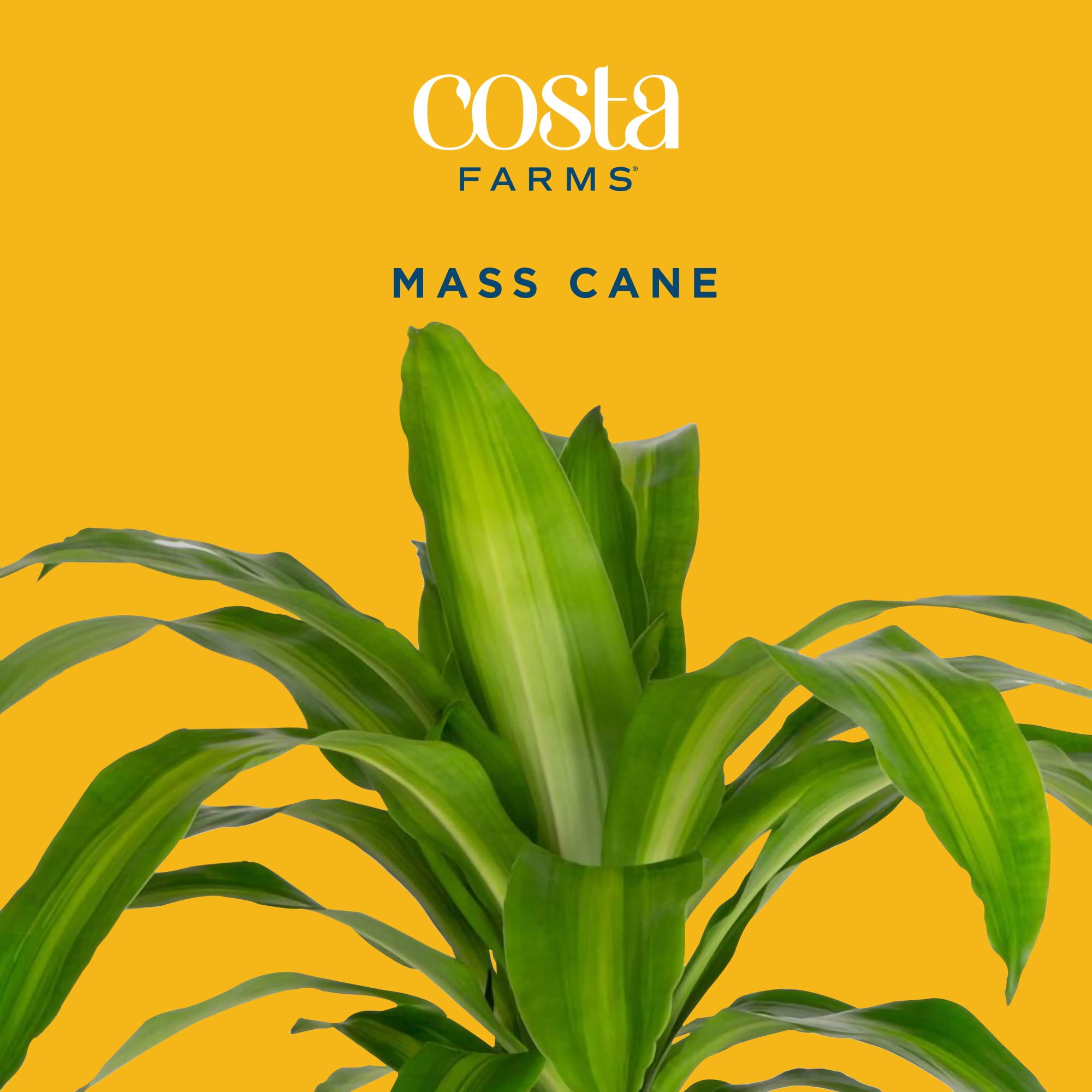 Costa Farms 36" Mass Cane Live House Plants in 10" Grower Pot