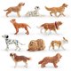 thumbnail image 1 of Juego de figuras de perros realistas de animales de PVC, 10 unidades, 1 of 3