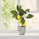 thumbnail image 4 of LED Lemon Bonsai – Realistic Indoor Potted Artificial Fruit Tree, 4 of 4
