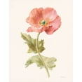 thumbnail image 2 of Gango Home Decor Shabby-Chic Garden Poppy & Peony by Danhui Nai (Printed on Paper); Two 11x14in Unframed Paper Posters, 2 of 5