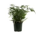 thumbnail image 1 of Davallia Fejeensis | Rabbits Foot Fern (S) Live Plants in 4" growers pot, 1 of 1
