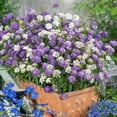thumbnail image 2 of Outsidepride Candytuft Iberis Umbellata Annual Wildflower Plant Seed - 1/4 LB, 2 of 6