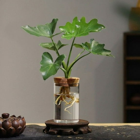 VORCOOL 5Pcs Hydroponic Glass Vase with Wooden Lids for Desktop Planter 2.6x2.6x0.4in