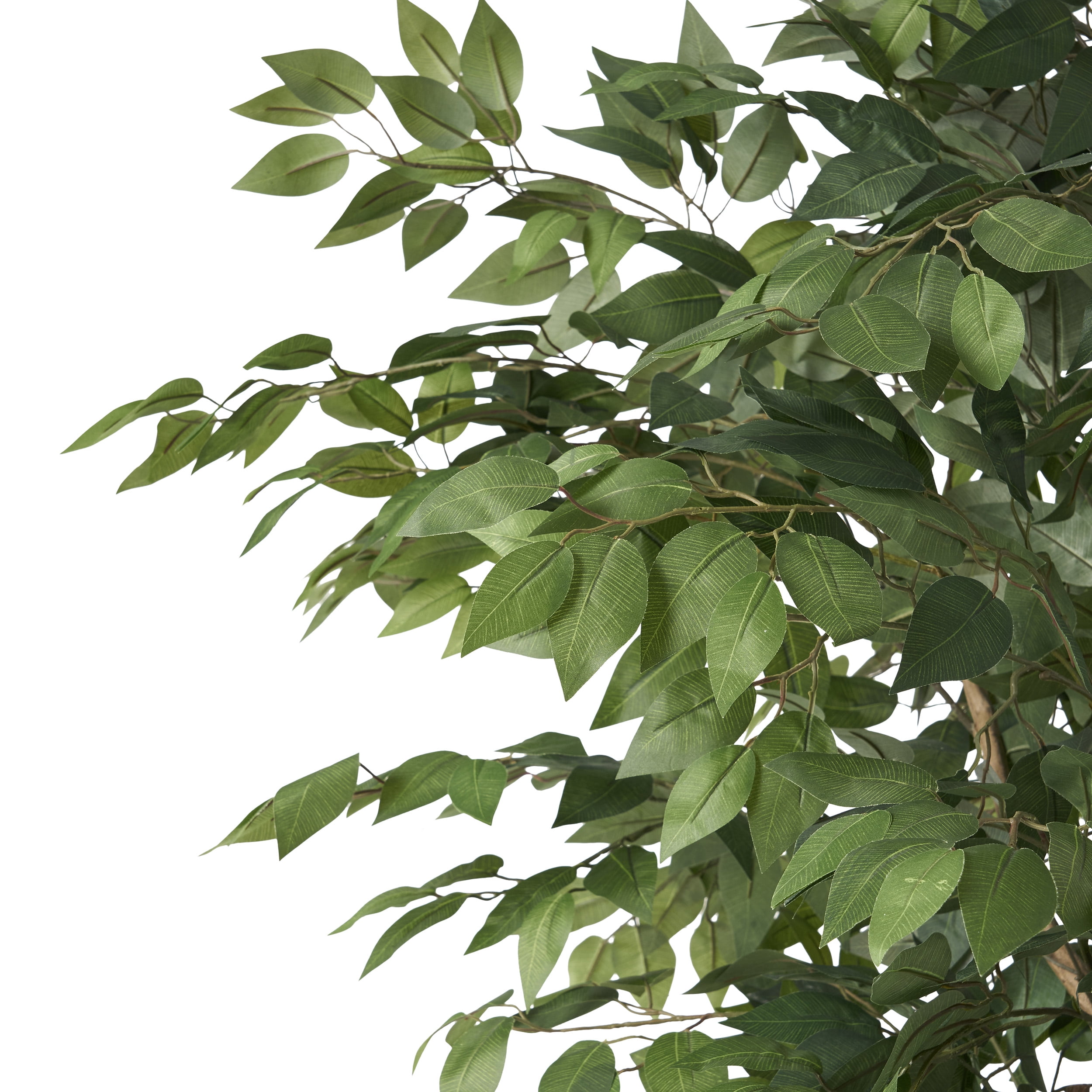 Harney 6' x 2.5' Artificial Tabletop Ficus Tree, Green