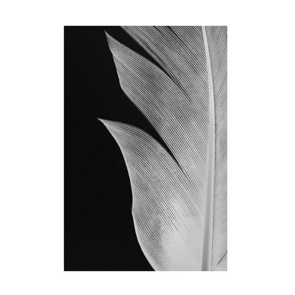 Pictufy Studio III 'Feather 5' Canvas Art - 12 x 19 Inches