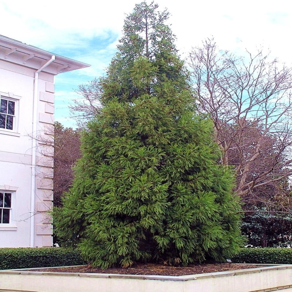 Expert Gardener 3-4 ft tall Yoshino Cryptomeria Live Tree in 7-Gallon Grower Pot