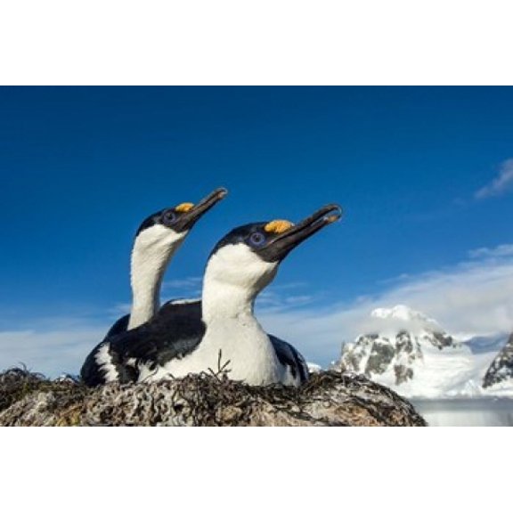 Blue-eyed Shags Antarctica Canvas Art - Paul Souders  DanitaDelimont (24 x 15)