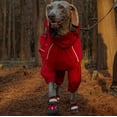 thumbnail image 3 of SGSPET Outdoor Dog Rain Jacket, Ripstop Waterproof Tear-Resistant Coat with Harness Hole, for Hiking and Camping, 3 of 9