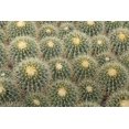 thumbnail image 2 of Paulson, Don 32x23 Gold Ornate Wood Framed with Double Matting Museum Art Print Titled - Arizona, Tucson Cactus at Bachs Cactus Nursery, 2 of 4