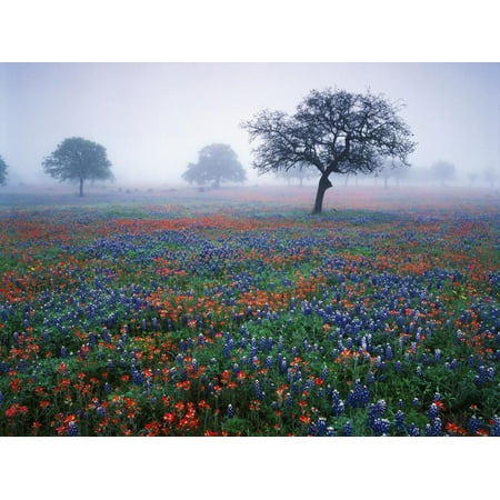 View of Texas Paintbrush and Bluebonnets Flowers at Dawn, Hill Country, Texas, USA Floral Landscape Photography Print Wall Art By Adam