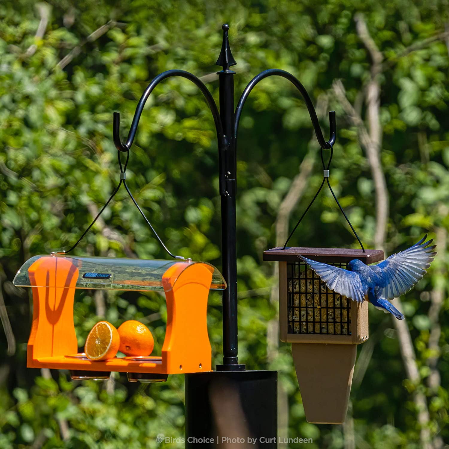 Birds Choice 2 Arm Complete Pole Package with Squirrel Baffle, Black