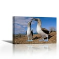 thumbnail image 1 of Blue-footed Booby couple courting, Galapagos Islands, Ecuador - Contemporary Fine Art Giclee on Canvas Gallery Wrap - wall décor - Art painting - 36 x 24 Inch - Ready to Hang, 1 of 2