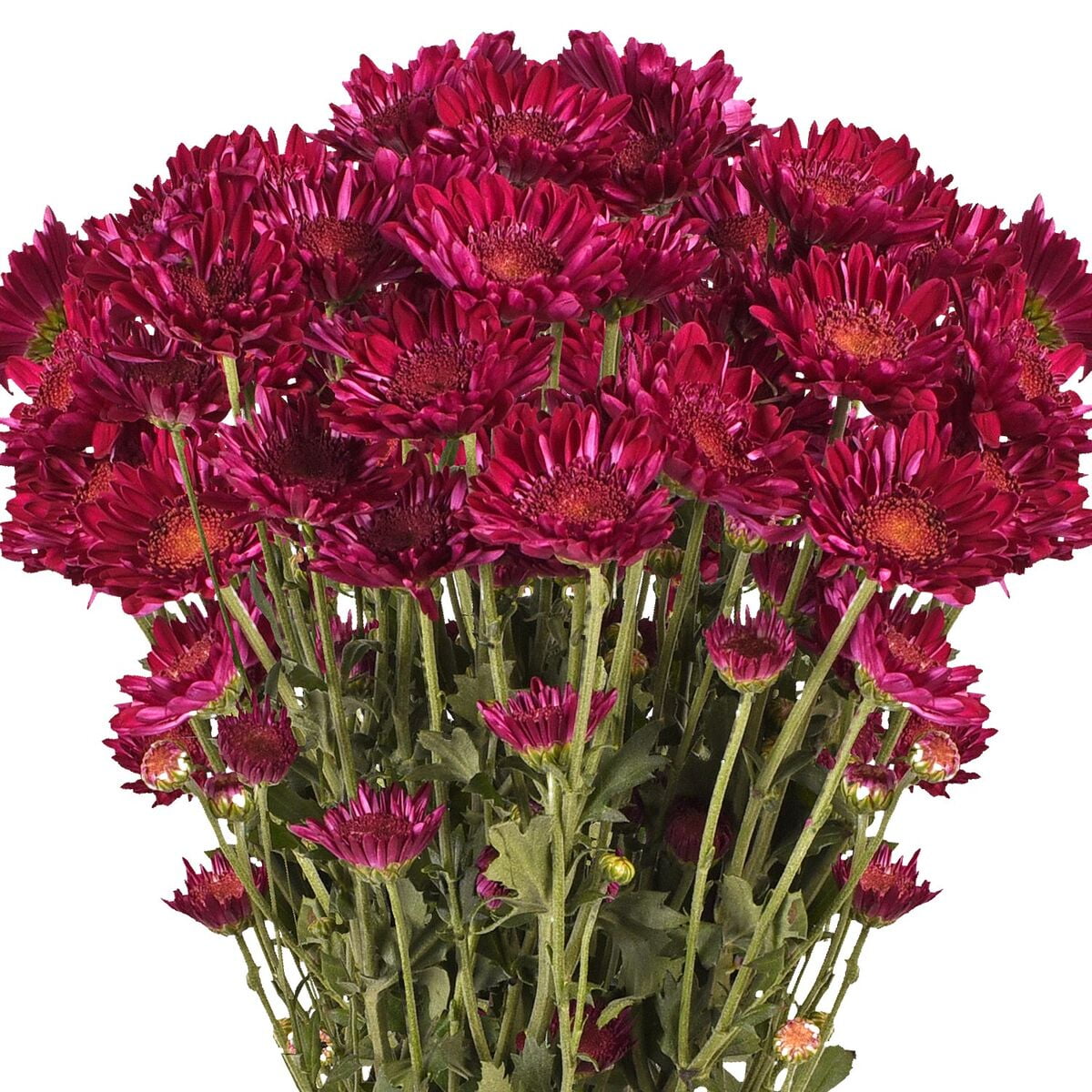 Purple Cushion Poms Fresh Cut 60 Stems