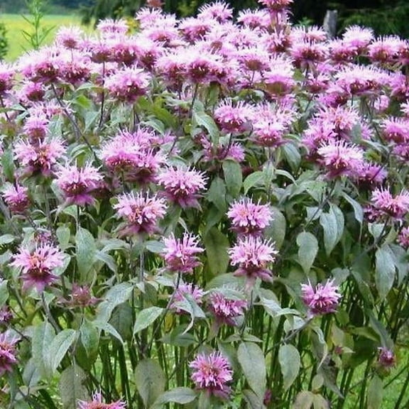 BEE BALM / WILD BERGAMOT 200 Seeds - Mother Nature's Seeds - Wildflower Seeds - Flower Seeds for Planting - Non-GMO