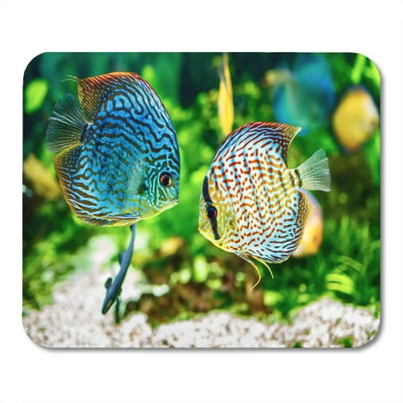SIDONKU Blue Fish Symphysodon Discus in Aquarium on Green Colorful Tropical Tank Mousepad Mouse Pad Mouse Mat 9x10 (Best Light For Discus Fish Tank)