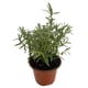 thumbnail image 4 of planta calibrachoa 5", 4 of 6