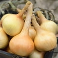 thumbnail image 3 of Burpee Walla Walla Onion Vegetable Seed, 1-Pack, 3 of 4