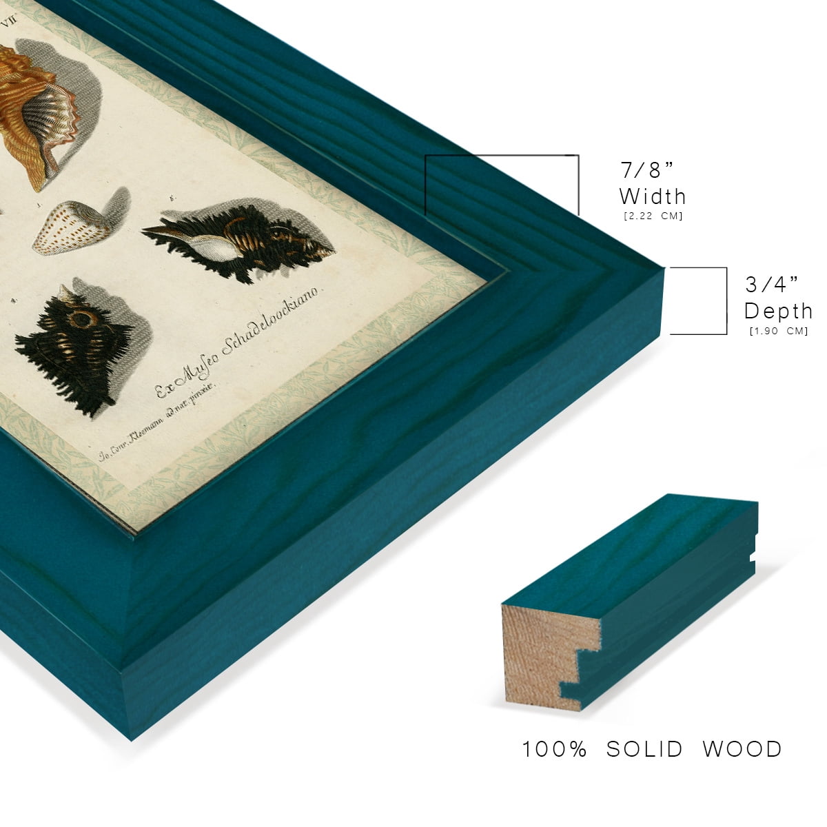 Bookplate Shells I - Framed Print w/glass - Ocean Blue