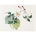 thumbnail image 2 of Zhengyan, Hu 24x19 Gold Ornate Wood Framed with Double Matting Museum Art Print Titled - Page from Shi Zhu Zhai Green Fruit, 2 of 4