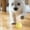 Yellow, variant on SIfdSeng Pet Smart Rolling Cat Toy Teaser Cat Pet Toy Star Planet Chew Toys for Small Dogs Puppy Teething Toys Bulk Funny Dog Toys