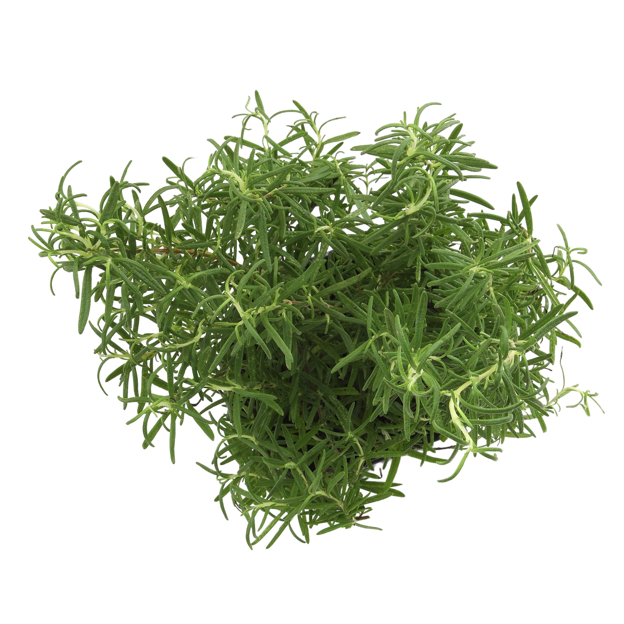 Altman Plants Ornamental Upright Rosemary | 1 gal. Grow Pot; Full Sun | Garden Annual, Outdoor Plant