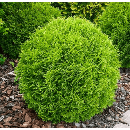 Little Giant Arborvitae Plant Live for Planting, Dwarf Evergreen Shrub, Perfect for Landscaping and Privacy 6 Inch Tall in Quart Pot