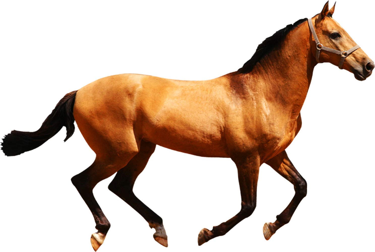 stick horse walmart