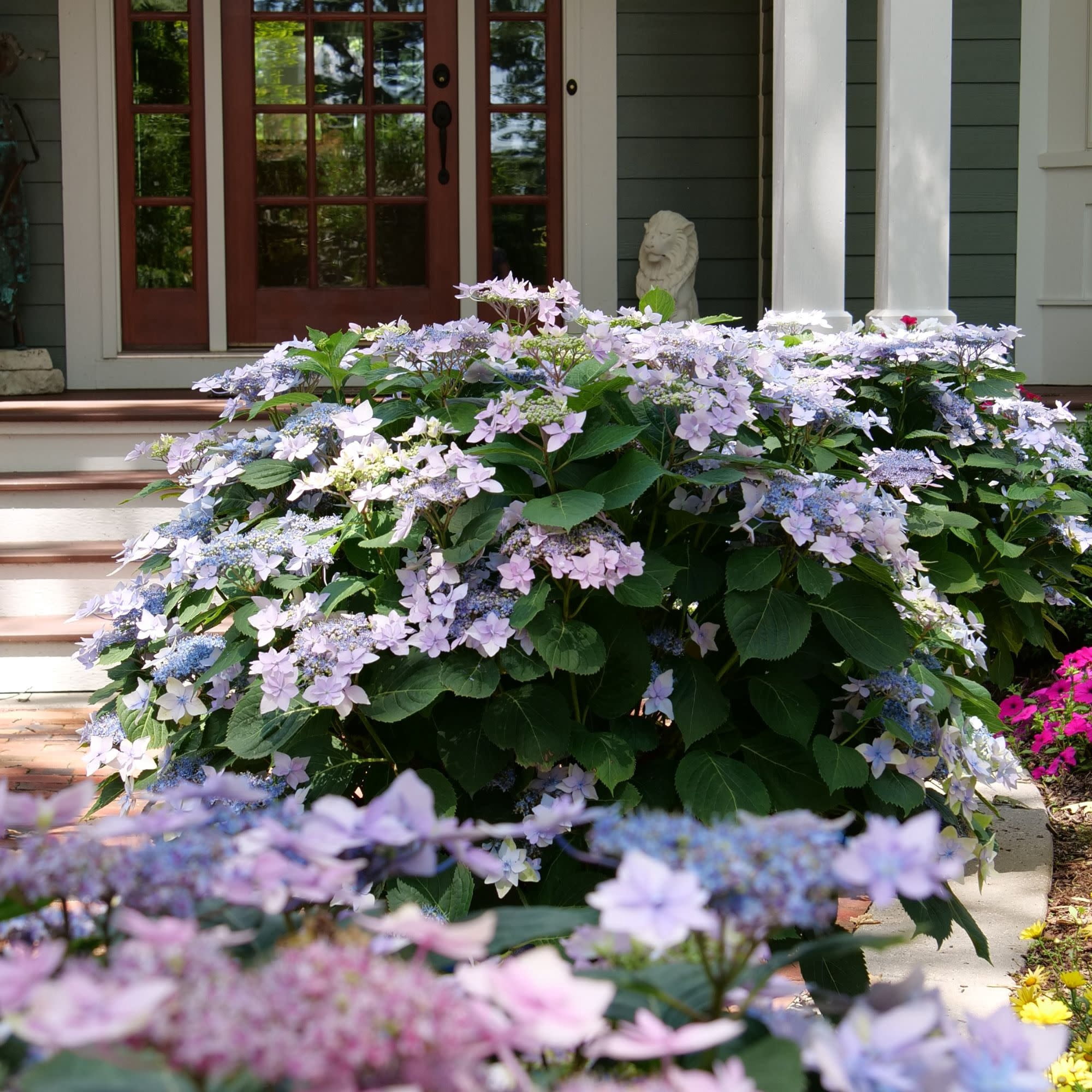 Proven Winners ColorChoice 5" Multicolor Tuff Stuff Ah-Ha Reblooming Mountain Hydrangea Live Plant in 4.5" Pot (4 Count)
