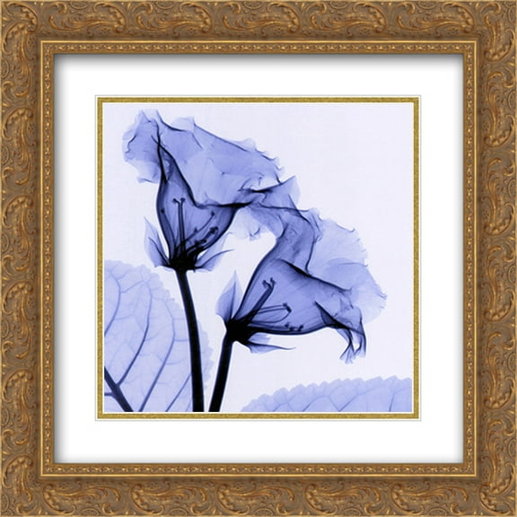 Gloxinia 2x Matted 14x16 Gold Ornate Framed Art Print by Steven N. Meyers