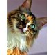 thumbnail image 3 of Evershine - Kit de bordado de diamantes con diseño de gato 5D, para manualidades, con diseño completo de animales, para punto de cruz, diseño de mosaico de diamantes de imitación, para decoración del, 3 of 5