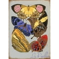 thumbnail image 3 of Vintage Apple Collection 11x14 Black Modern Framed Museum Art Print Titled - Les Papillons Multicolor, 3 of 5