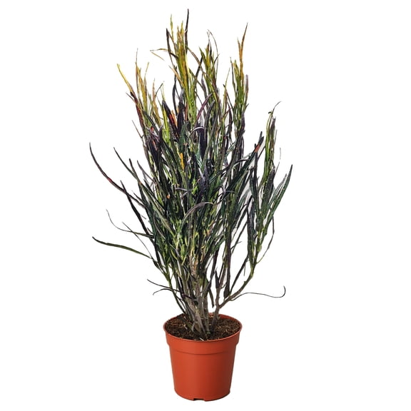 Croton 'Picasso', 4" Pot, Indoor Houseplant, Easy Care, Live Plant for Indoor & Outdoor