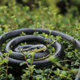 thumbnail image 4 of Realistic Rubber Snake Black Mamba Snake Toy That Look Real Prank Black Mamba Snake 52 Inch Long, 4 of 4