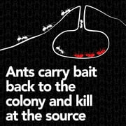 Raid MAX Liquid Ant Insect Killer Bait, Outdoor and Indoor Ant Killer Traps for Home, 4 Count