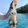 thumbnail image 2 of Luminous Shrimp Fishing Lure Artificial Squid Hook Cuttlefish Bait Sea Tackles (green), 2 of 6