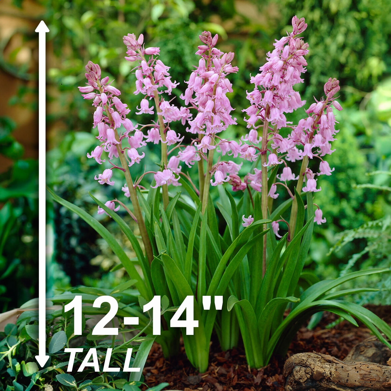 Garden State Bulb Pink Wood Hyacinth Flower Bulbs, 8/10cm, Fragrant (Bag of 100)