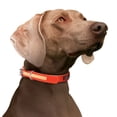 thumbnail image 5 of Play Glow Collar, 5 of 27